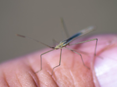 Chorosoma macilentum