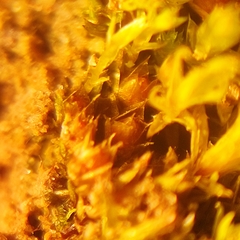 Physcomitrium patens