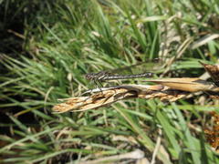 Platycypha fitzsimonsi