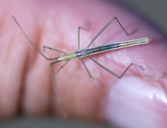 Chorosoma macilentum