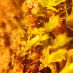 Physcomitrium patens