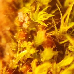 Physcomitrium patens