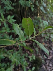 Archidasyphyllum diacanthoides