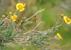 Osteospermum spinosum