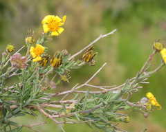 Osteospermum spinosum