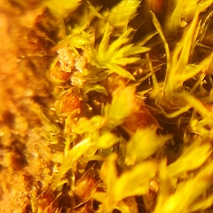 Physcomitrium patens