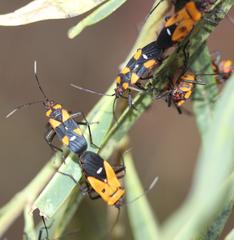 Oncopeltus famelicus