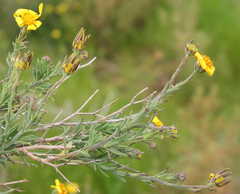 Osteospermum spinosum