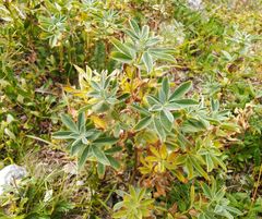 Thermopsis alpina