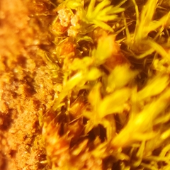 Physcomitrium patens