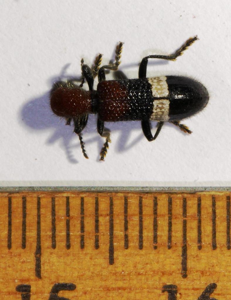 Strotocera versicolor