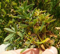Thermopsis alpina