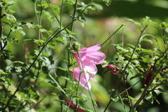 Hibiscus pedunculatus