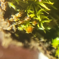 Physcomitrium patens