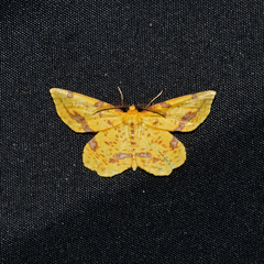 Xanthotype attenuaria