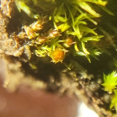 Physcomitrium patens