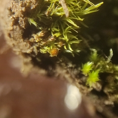 Physcomitrium patens