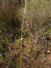 Silene gallica gallica