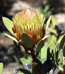 Protea glabra