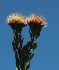 Protea glabra