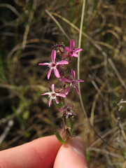 Silene gallica gallica