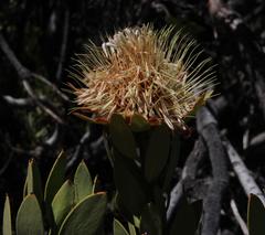 Protea glabra