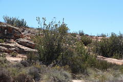 Protea glabra