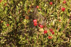 Phylica oleifolia