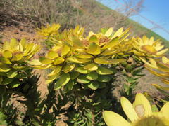 Leucadendron elimense elimense