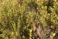 Phylica oleifolia