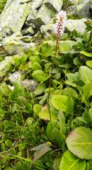 Bistorta officinalis