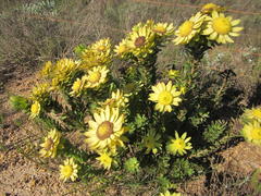 Leucadendron elimense elimense