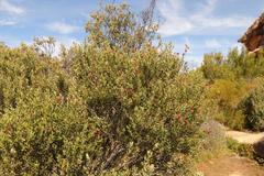 Phylica oleifolia