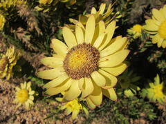 Leucadendron elimense elimense