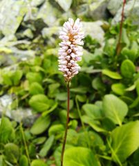 Bistorta officinalis