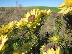 Leucadendron elimense elimense