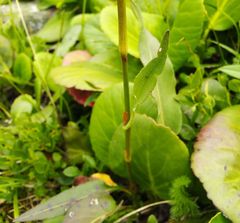 Bistorta officinalis