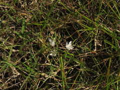 Trachyandra chlamydophylla