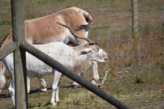 Addax nasomaculatus