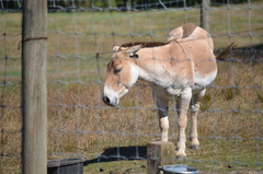 Onager photo 3