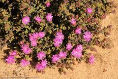 Schlechteranthus abruptus