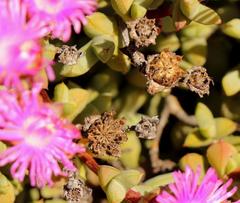 Schlechteranthus abruptus