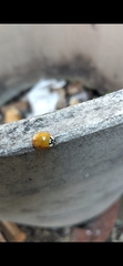 Harmonia axyridis