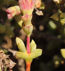 Schlechteranthus abruptus