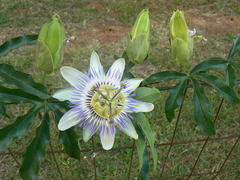 Passiflora caerulea