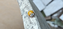 Harmonia axyridis