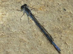 Pseudagrion draconis