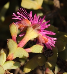 Schlechteranthus abruptus