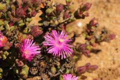 Schlechteranthus abruptus