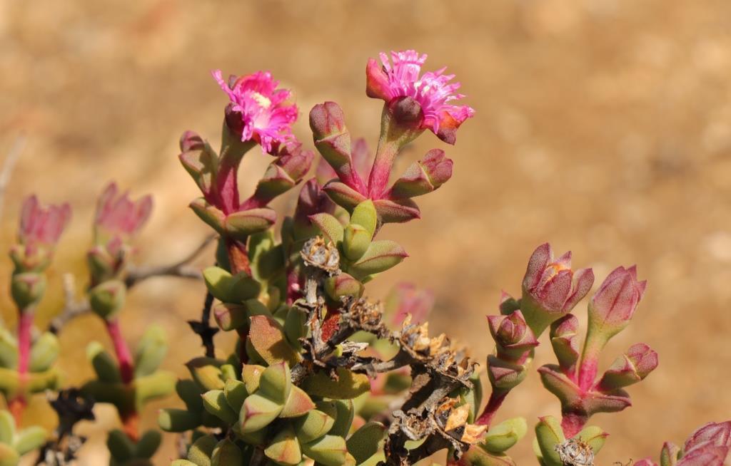 Schlechteranthus abruptus
